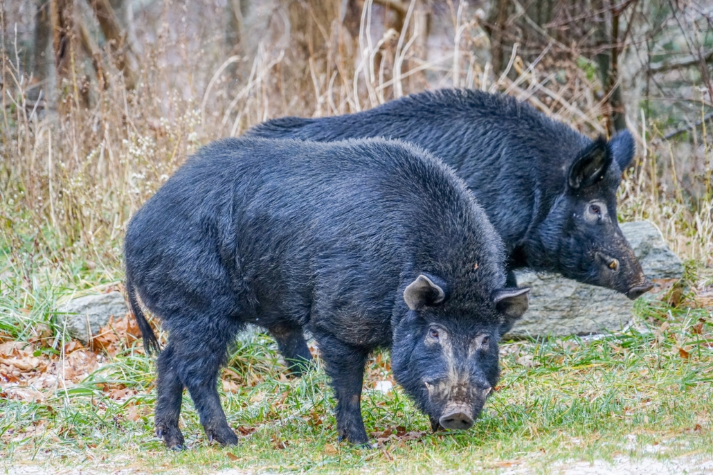 Feral Hogs The Widespread, Destructive Invaders