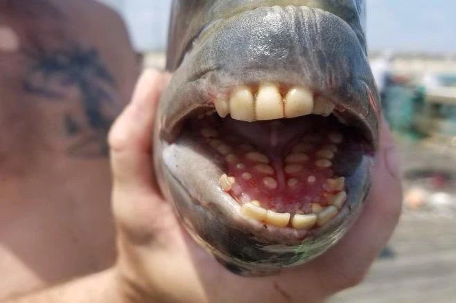 Kỳ lạ con cá có miệng đầy răng giống người ở bờ biển Bắc Carolina ảnh 1