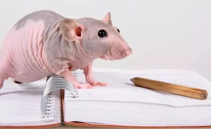 Bald rats (28 photos): How many sphinxes live? How to care for a homemade decorative rat? 25119_12