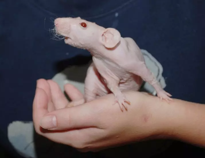 Bald rats (28 photos): How many sphinxes live? How to care for a homemade decorative rat? 25119_15