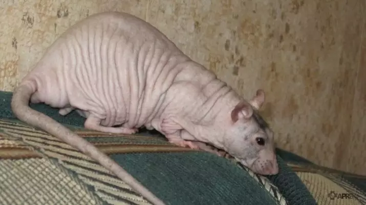 Bald rats (28 photos): How many sphinxes live? How to care for a homemade decorative rat? 25119_18