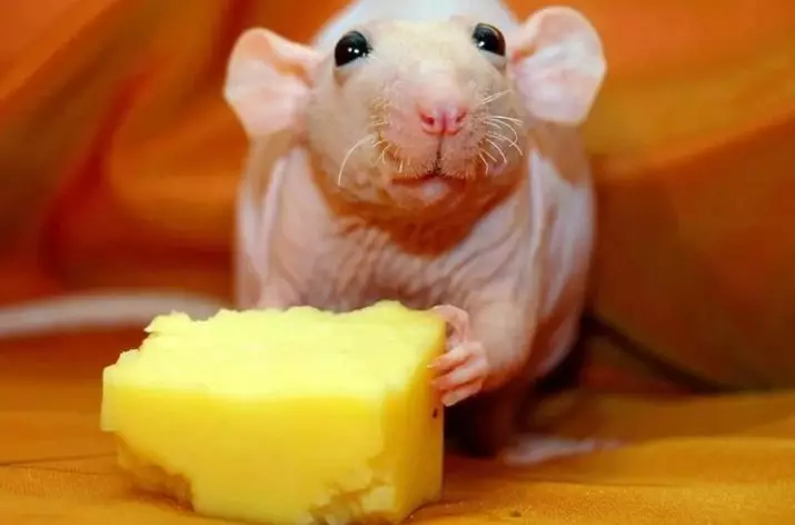 Bald rats (28 photos): How many sphinxes live? How to care for a homemade decorative rat? 25119_22