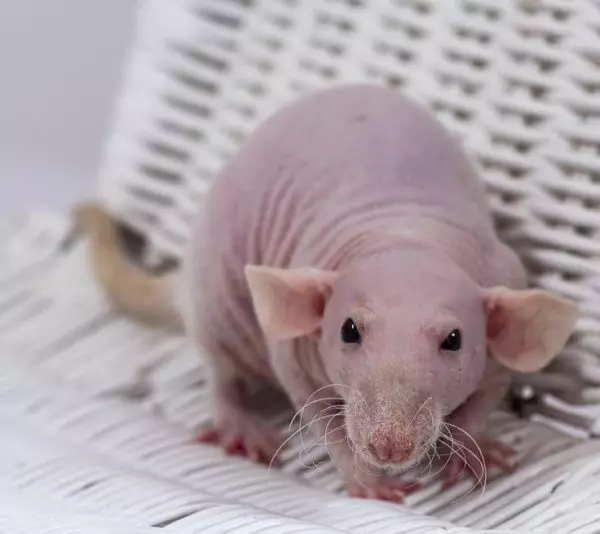 Bald rats (28 photos): How many sphinxes live? How to care for a homemade decorative rat? 25119_4