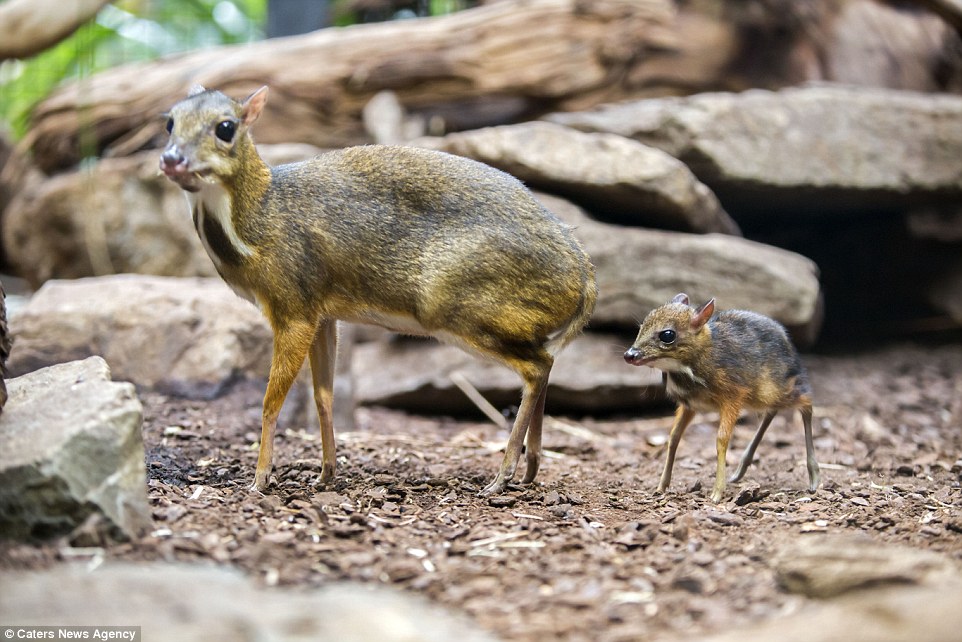 After getting to his feet the baby Java mouse follows his mother's lead through their enclosure 