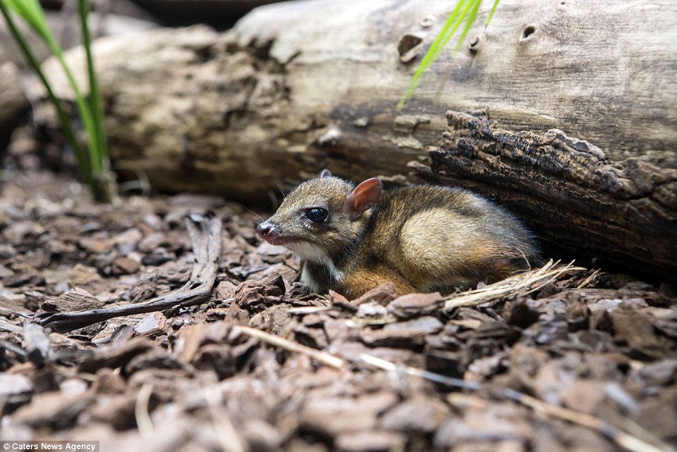 The shy creature huddles up beneath a fallen tree branch after taking a rare break away from its mother's side