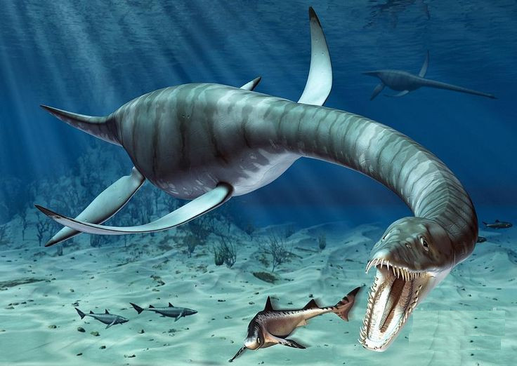 Hình ảnh tái hiện của Plesiosaur.