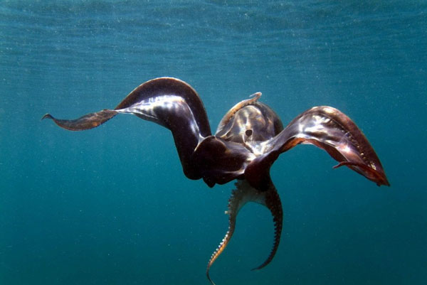 "Tremoctopus