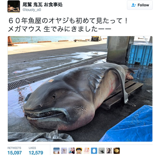 Sinh vật xuất hiện trong truyền thuyết bất ngờ bị dính cước ngư dân tại Nhật Bản.