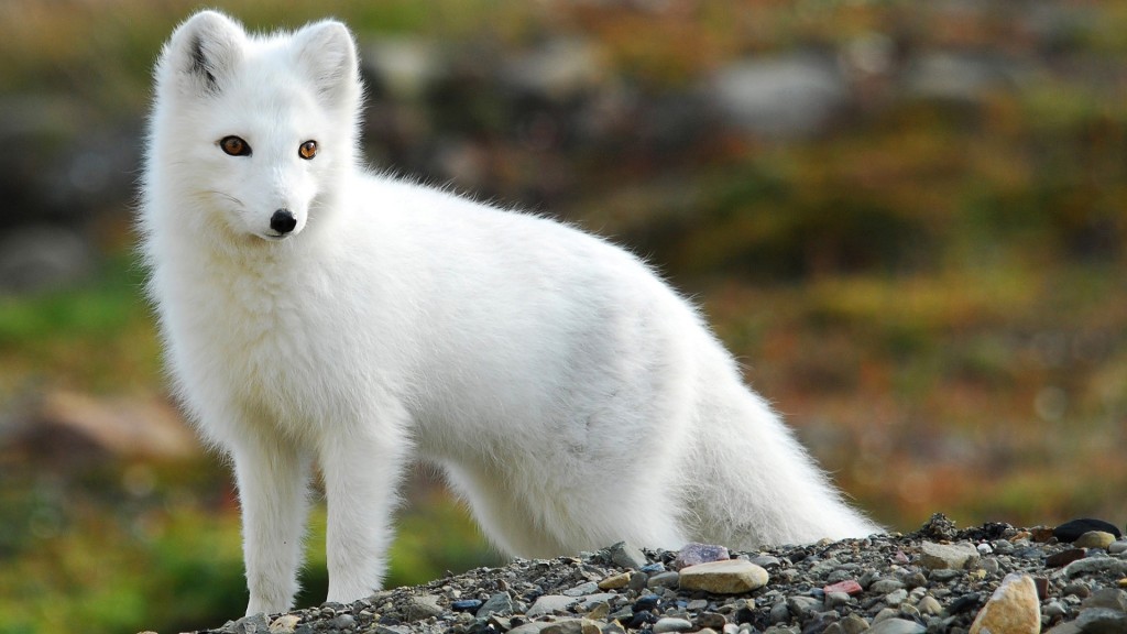 Tên gọi chính thức của loài này là cáo Bắc cực.