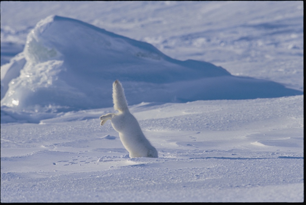 Cáo Bắc cực thường đi săn bằng cách phá vỡ lớp tuyết dày.