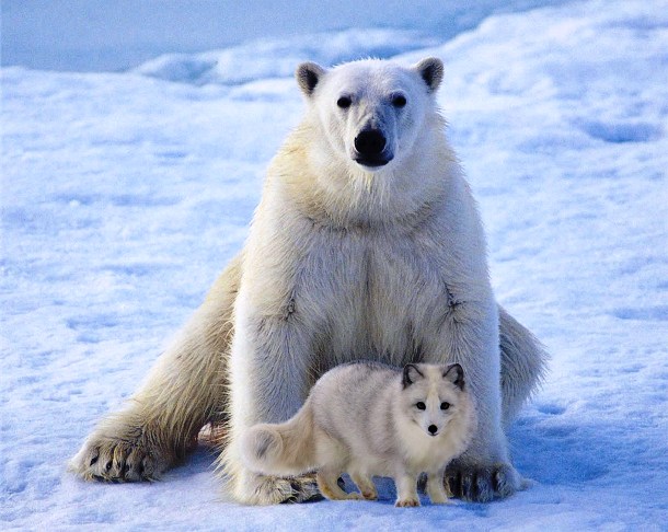 Cáo Bắc Cực thường bị giết thịt bởi gấu Bắc cực nhưng ở Canada, có một trường hợp ghi nhận tình bạn mạnh mẽ giữa hai loài vật này. Chúng chơi với nhau và con gấu khổng lồ thậm chí còn chia sẻ thức ăn của mình với con cáo nhỏ.