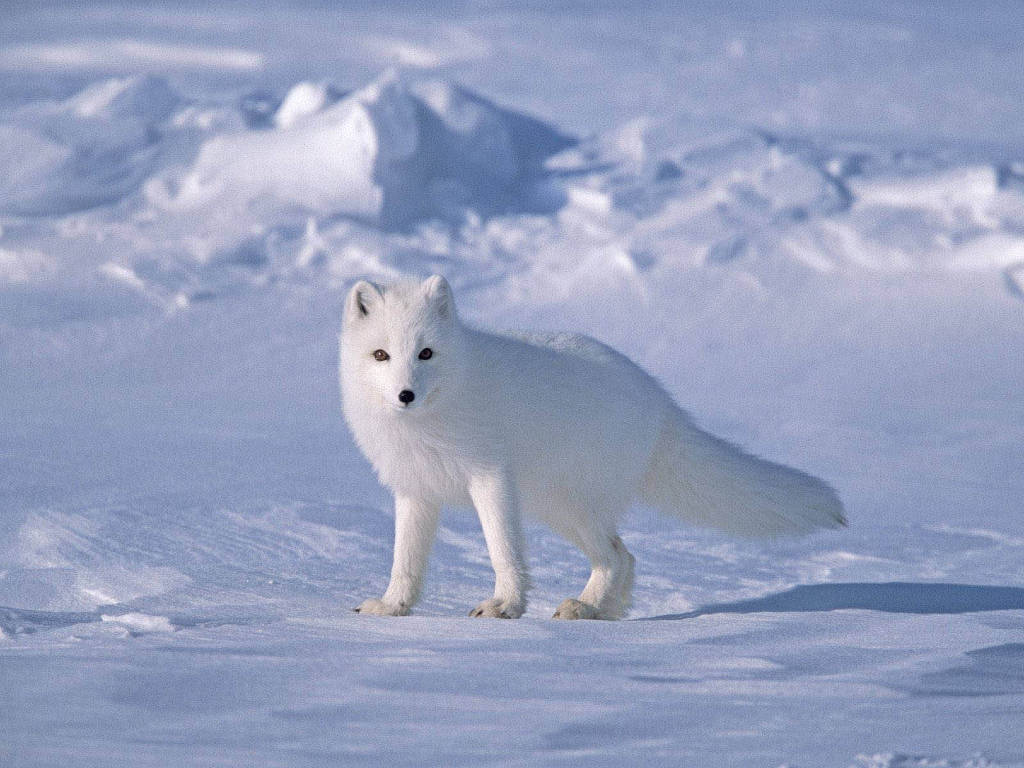 Theo phân loại khoa học, cáo Bắc cực thuộc gia đình sói, nhưng trái ngược với loài chó sói, cáo Bắc cực thường sống lang thang cô đơn.
