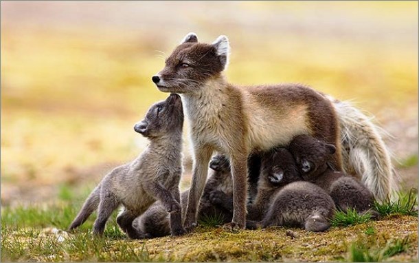 Tùy thuộc vào nguồn thực phẩm sẵn có, cáo mẹ thường có 5-10 đứa con nhưng ở những nơi có thức ăn phong phú, loài này có thể có đến 25 con con trong 1 đàn.