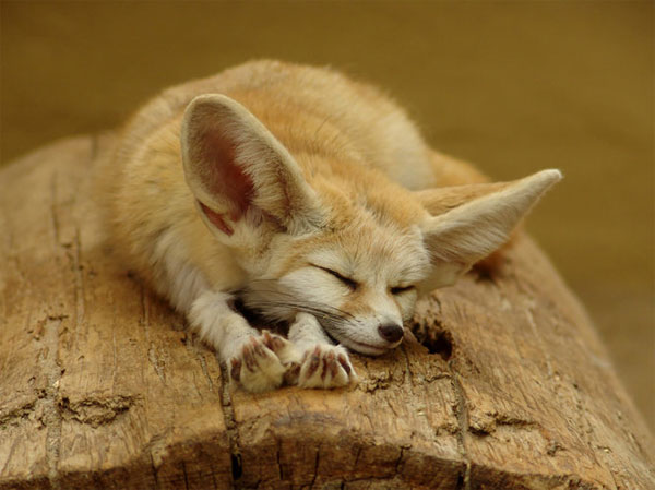 Cáo Fennec là loài cáo nhỏ nhất thế giới