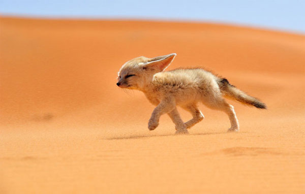 Cáo Fennec