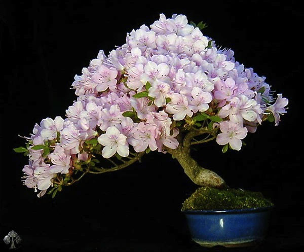 "Bonsai