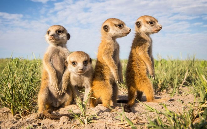 Hình ảnh đẹp về cầy Meerkat