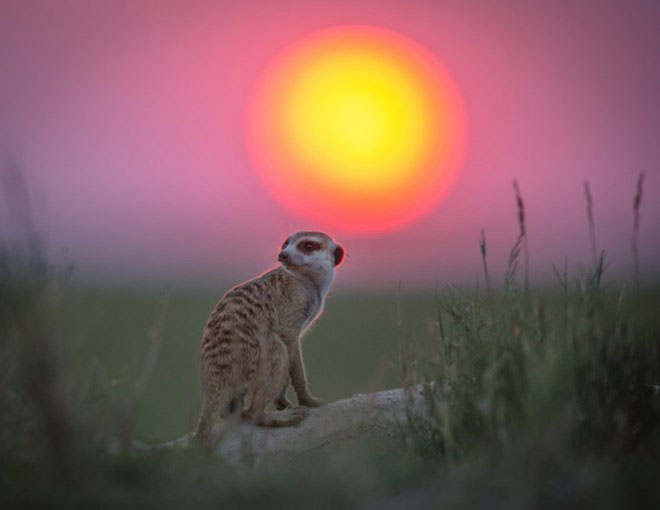 Hình ảnh đẹp về cầy Meerkat