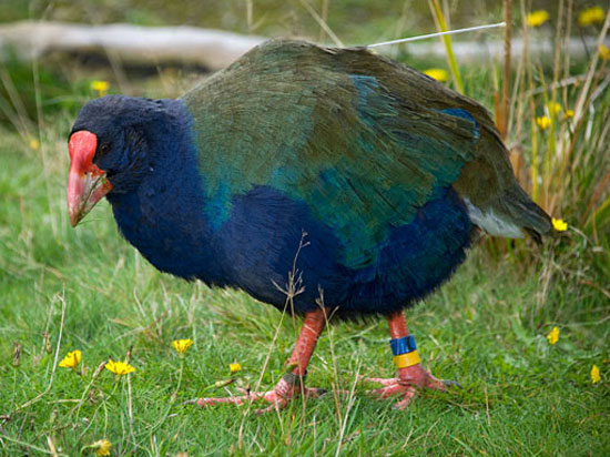 Chim Takahe