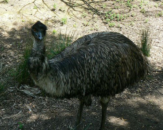 Chim Emu