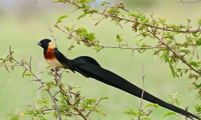 10 loài chim có lông đuôi dài tuyệt đẹp