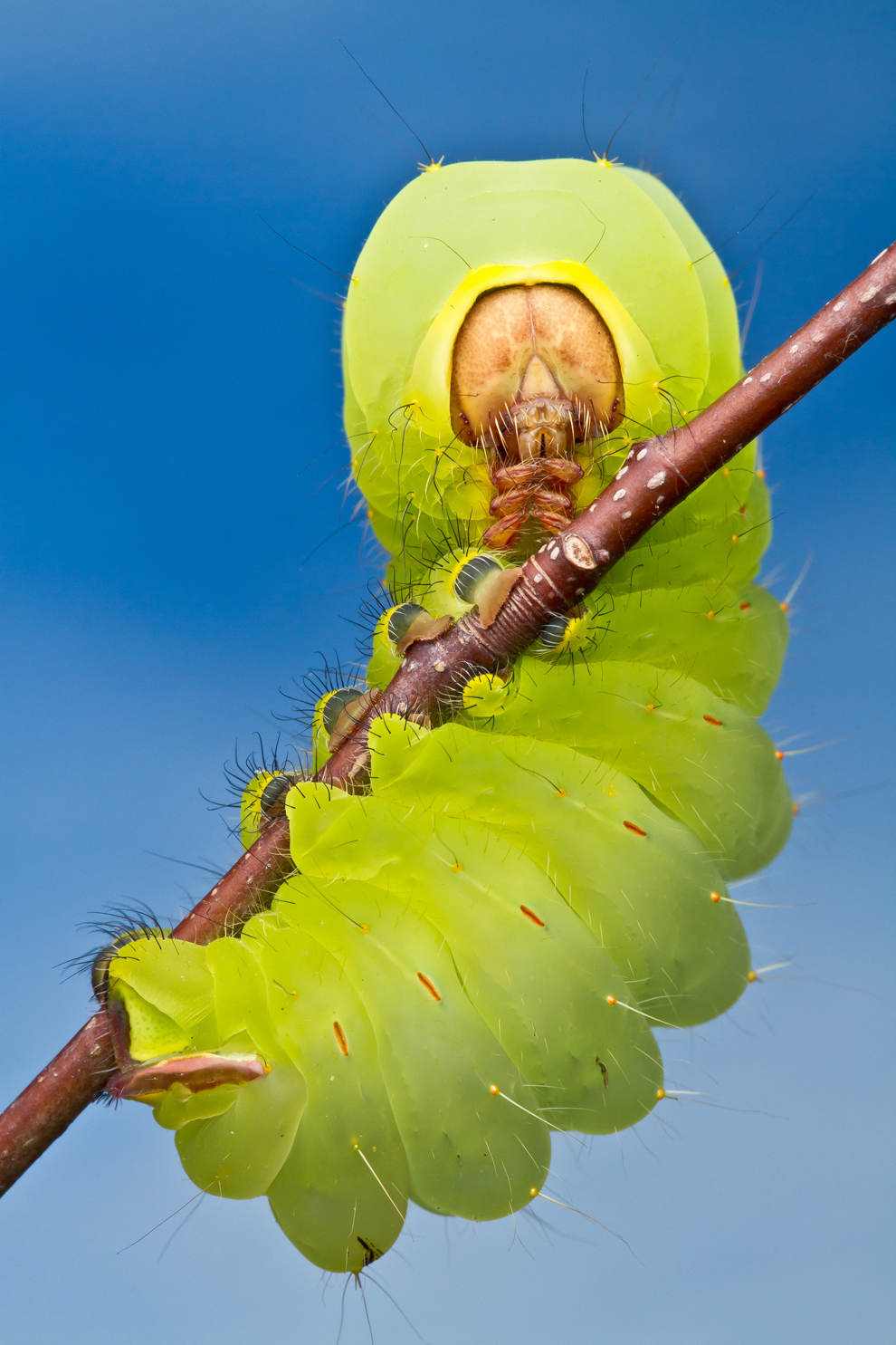 Sâu bướm Polyphemus Caterpillar