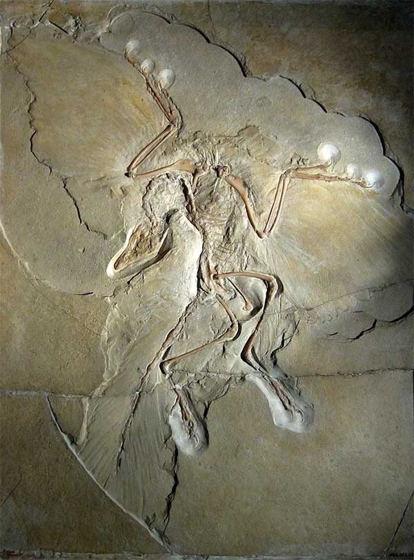 "Archaeopteryx"