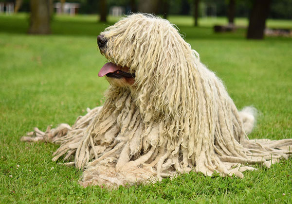 "Komondor"