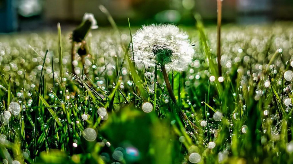 Hoa Bồ Công Anh có tên khoa học là Taraxacum offcinal Wig (Taraxacum dens-leonis Desf), thuộc Họ Cúc