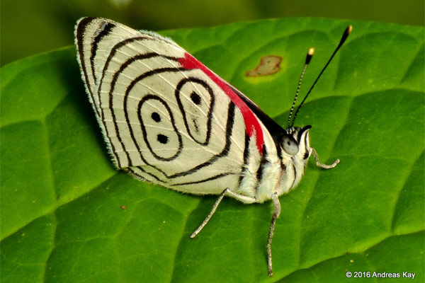 "Butterfly