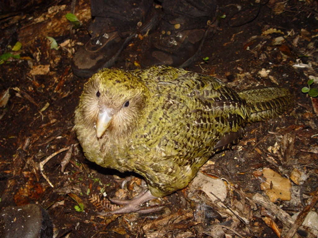 Chim Kakapo