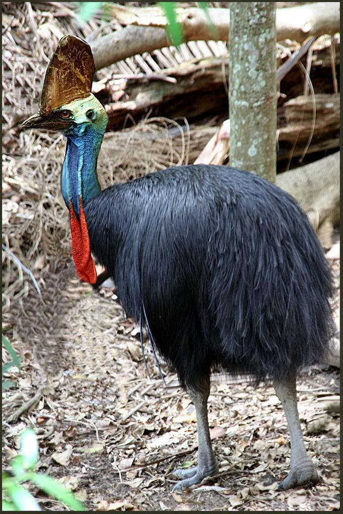 Đà điểu đầu mèo Cassowary