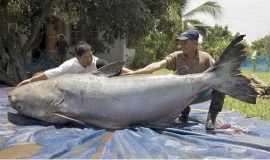 những con cá khổng lồ, ca to nhat, ca quai vat