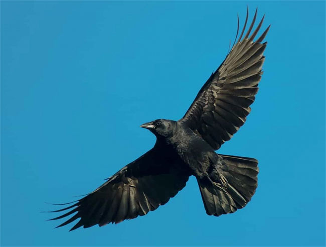 "Crow