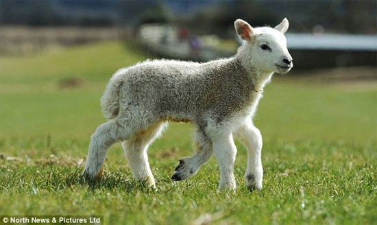 Cừu Quinto sinh hoạt và di chuyển bình thường dù nó có tới 5 chân.
