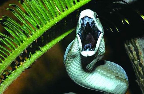 Rắn độc đen (Black Mamba)