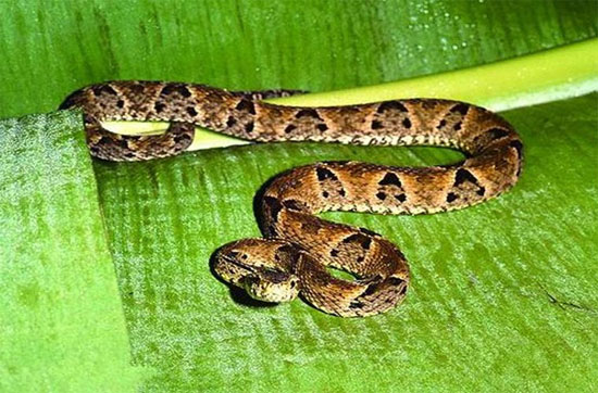 Bothrops jararaca