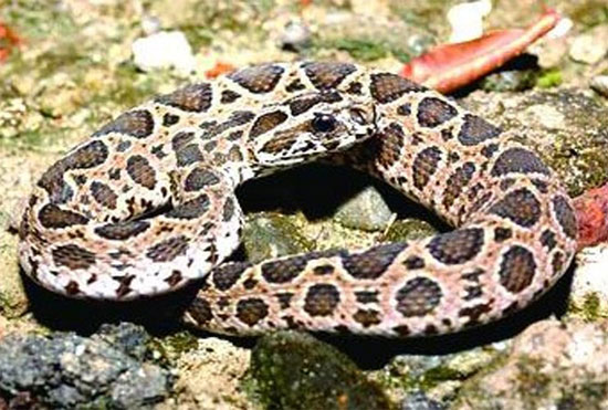 Rắn độc Ấn Độ (India Viper)