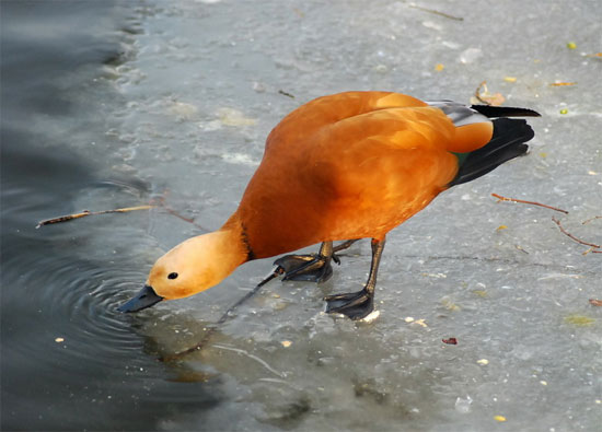 Vịt vàng (Tadorna ferruginea) vừa rực rỡ, vừa quý phái.