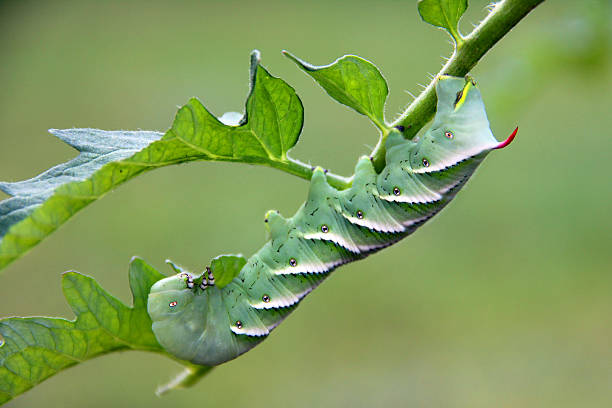 Ảnh đẹp con sâu bướm