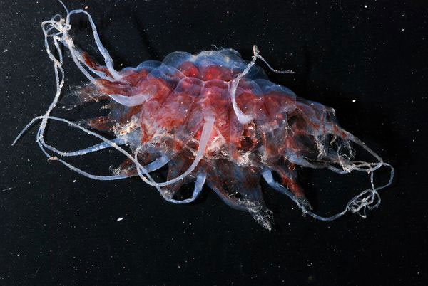 "Jellyfish