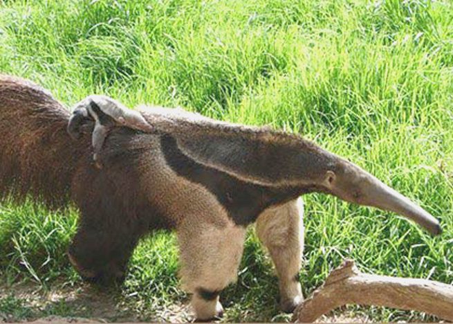 Thú ăn kiến khổng lồ (Giant anteater)