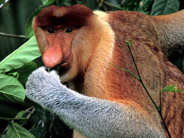 Khỉ mũi dài (Proboscis monkey)