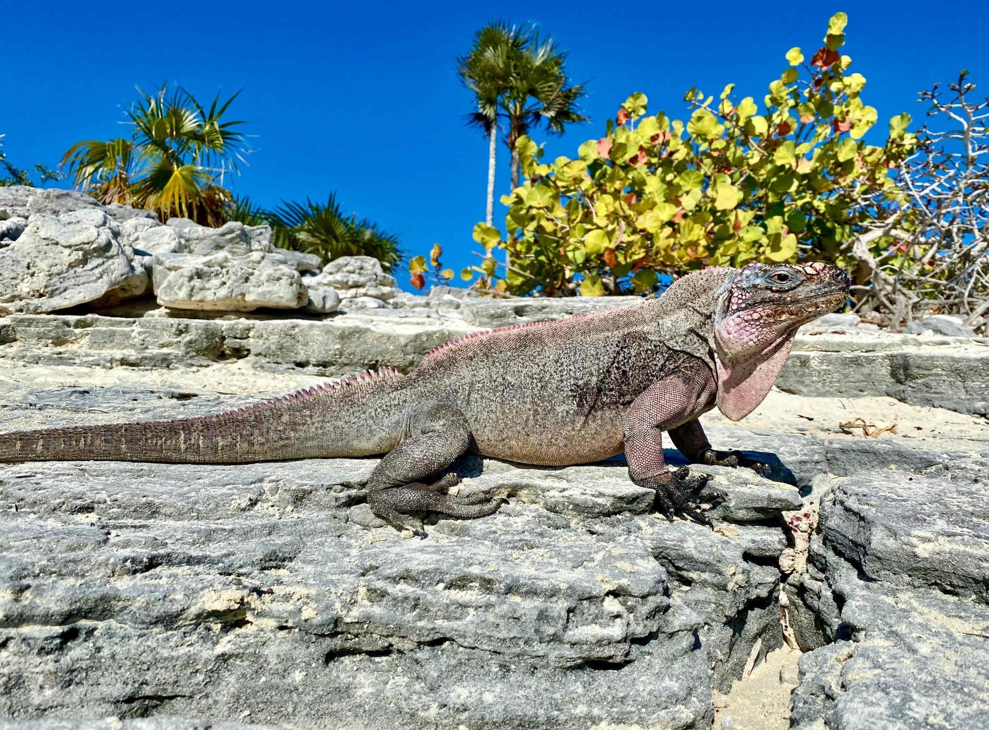 "Iguanas