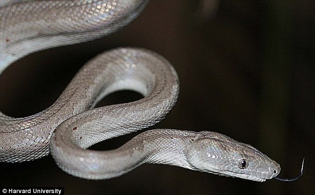 Một con rắn bạc duy nhất trên thế giới được tìm thấy trên một hòn đảo xa xôi ở Bahamas