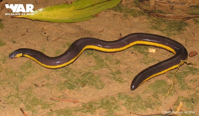 Thân hình của bò sát, có sọc dọc nâu vàng trơn bóng cùng chiếc đầu dẹt ngoe nguẩy của loài ếch giun này lại càng khiến người ta liên tưởng đến những loài rắn độc có màu sắc nổi bật, bắt mắt