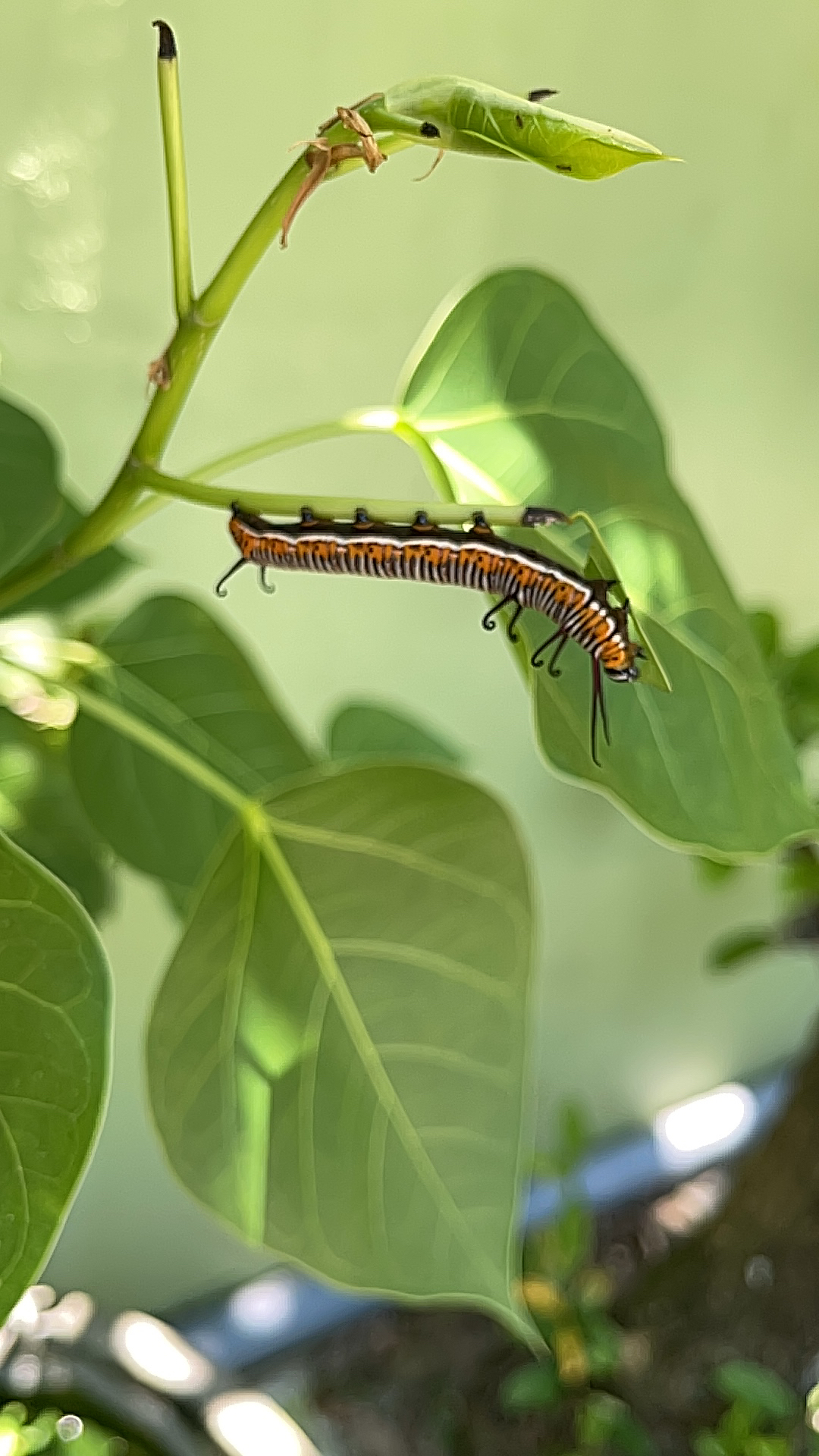 Hình ảnh con sâu dưới lá