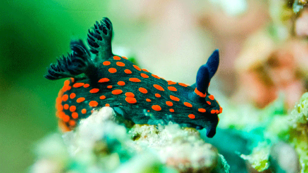 Sên biển Nudibranch.